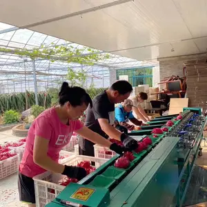 海南多功能火龙果选果机多功能一体的火龙果分级机