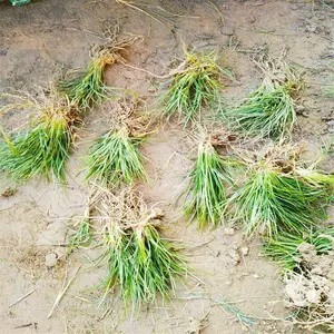 渭南麦冬草基地 8万平方大量出圃 园林绿化道路庭院景观苗木