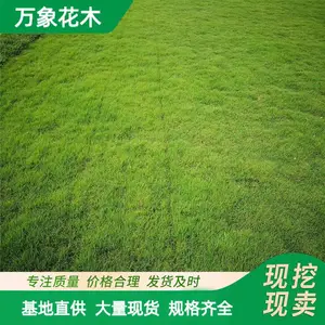 四季常绿品种四季青草坪草皮 用作果岭草 足球场运动场用草坪