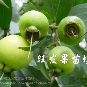 供应水蒲桃苗果树苗 野生蒲桃树苗量大***品种正宗优质