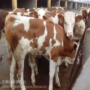 青海肉牛犊价格 诚信销售