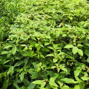 0.8元***香樟苗-樟树-香樟小苗