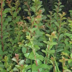 山西紫薇-鸿基农业花苗销售-紫薇花苗销售