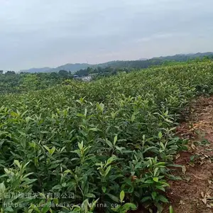 ��������������� ***������������ʩ���ص�