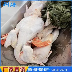 科源鹅流水线 家禽屠宰流水线 禽类宰杀流水线 不锈钢屠宰流水线