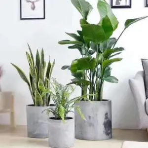 黄浦区租赁代理商 服务至上 上海鑫武景观绿化供应