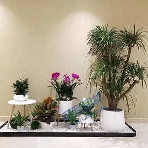 办公室绿化植物租赁-24小时免费上门设计
