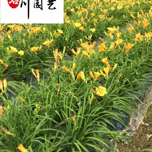 �Ĵ�����ݻ���ֱ�� �۸��Ż� ԰��ͥԺ�̻������ �ͺ��ͺ� �ر�����������ֲ
