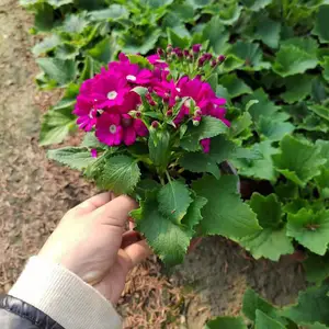 瓜叶菊基地，瓜叶菊批发出售，冬季花卉瓜叶菊