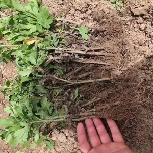�ձ�������ֲ����