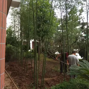 山东绿化竹子种植基地竹苗栽培北方耐寒竹子竹海