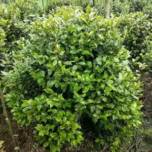 成都茶花树山茶花球1米2米农户直销报价格低便宜