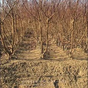 �����溦�ɻ�***����_С��ɳ�������_֭Һ�ж�������ֲ����