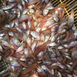 红罗非鱼苗