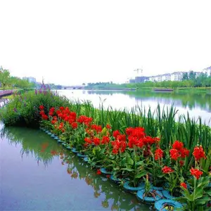 河道生态修复水质净化人工浮岛大型水面绿化漂浮湿地水生植物浮床种植