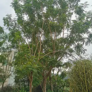 蓝花楹与红花楹区别-福建蓝花楹产地 红花楹适合的成长球境是什么