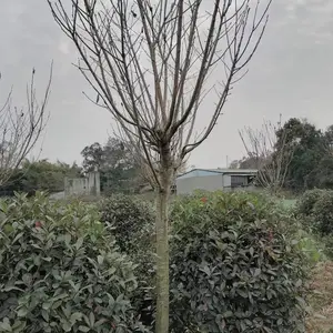 �� ��8�����ձ���ӣ���� �е���������� ֱ��������ӣ��