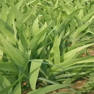 射干种子射干籽高产量种植技术易懂好管理射干种植时间