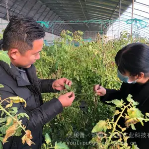 优利普30%戊唑嘧菌酯防炭疽病锈病白粉病,西瓜番茄黄瓜蔬菜用杀菌剂30%戊唑嘧菌酯