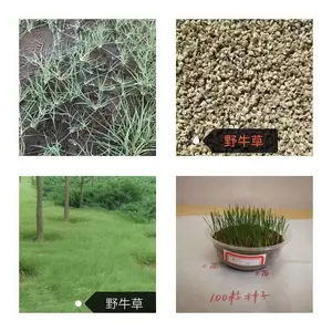 河北野牛草栽种基地石家庄野牛草批发栾城野牛草草种草皮卷农场