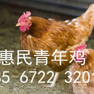 山西海兰褐青年鸡养殖基地