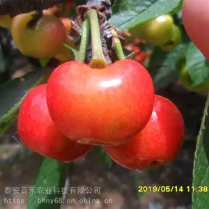 当年矮化樱桃苗的价格 当年樱桃苗多少钱 可盆栽大棚种植的 1-5公分樱桃树苗