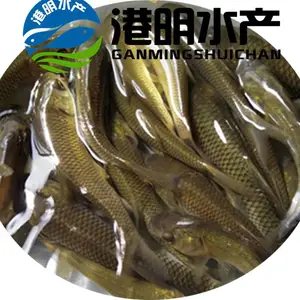 农业淡水种苗青竹鲩 光鱼军鱼苗批发基地