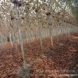 7���ַ�ͩ�۸� ������ͩ���� ���ɻ�