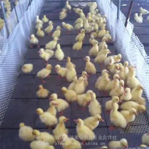 ����������ֳ����,���������¶�,���������������
