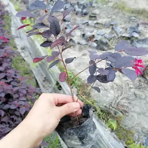 批发到贵州的红继木小杯苗 红继木大杯苗 红继木色块用苗