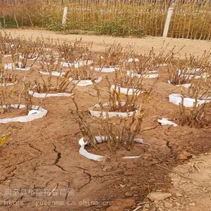 断根营养杯苗易成活 哑柏牡丹小苗 冠幅圆 粉色牡丹花期32天