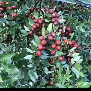 山地种植酸枣苗选晋酸三号酸枣,高产丰产特性,另有杯苗可以选购
