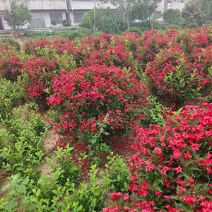���Գ��� �����ӽ�������110��������԰���̻��쾰������