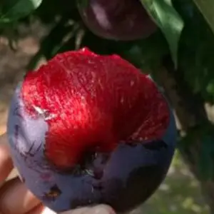 ����***����������_С������ɿ�������_�����ߺ�������***��