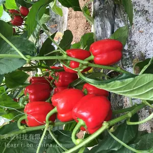 �ʽ��� ��ɫ ��ɫ ��ɫ���� �ٹ������糧 �������� �������� ��������