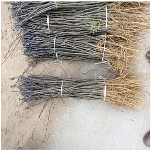 �Ĵ���������۸� ����ۻ��������� ���������ӻ��ع�Ӧ