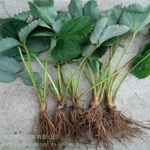 章姬草莓苗 种植厂家 帅阳苗木 新明星草莓苗 欢迎采购实地考察