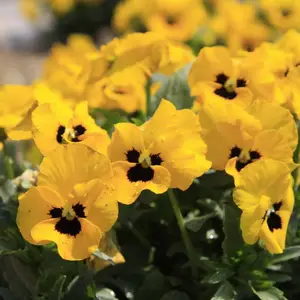 北京绿鑫花种三色堇