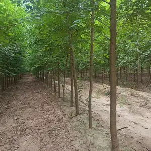 陕西安康二乔苗木榆树苗种植基地装车价格,5公分榆树苗厂家批发,榆树小苗产地报价