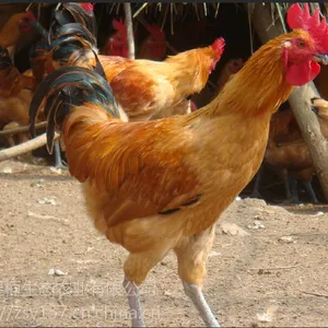 ������ź�������������С�������������Ұ����