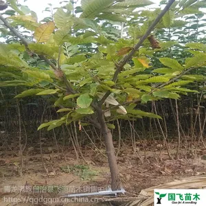 出售1-5公分盛果期板栗树