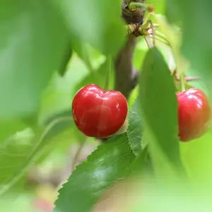 �й�-���ȱ��˹̹ רҵ�����ڴ���