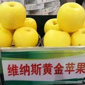 维纳斯黄金苹果树苗_果树苗苹果苗_苹果苗_山东辰枫园林品种***