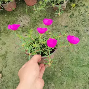 太阳花小苗盆栽 花色鲜艳 适用于小区公园绿化种植