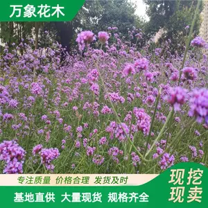����ľ ��Ҷ���޲� ϲ���� �ͺ�����ǿ ����Ч����