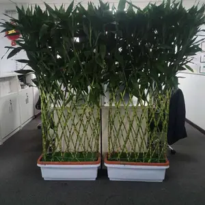 安贞花卉绿植出租 安贞办公花卉绿植租摆租赁