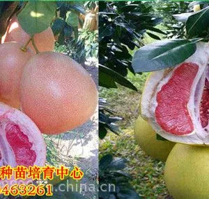 红心蜜柚苗种植方法柚子苗