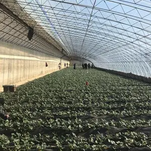 山东简易日光草莓温室报价多少/薄膜日光温室草莓的产量高低