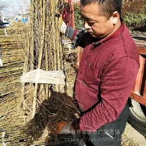 2公分桃树实生苗价格 哪里有占地桃苗