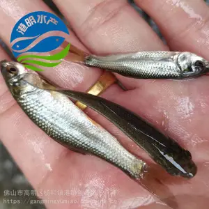 ��Ѩ��������������ˮ��-�������������泡ֱ��-�����û�